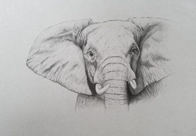 Éléphant, 2011 (aquarelle et crayon sur papier) - Eleanor Grafton