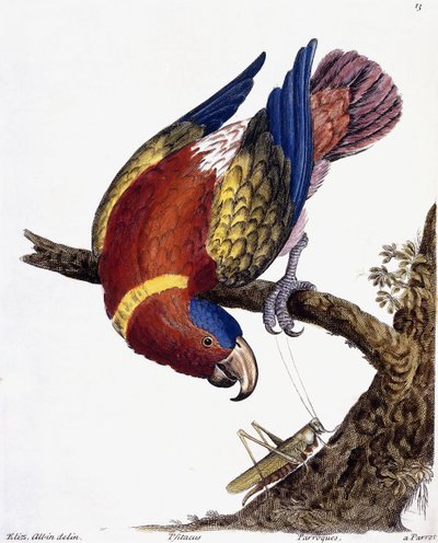 Un perroquet, 1731-1738 - Eleazar Albin