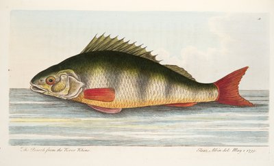 La Perche du Rhin, d