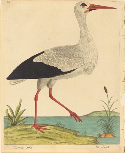 La cigogne Ciconia Alba, publié 1731-1738 - Eleazar Albin