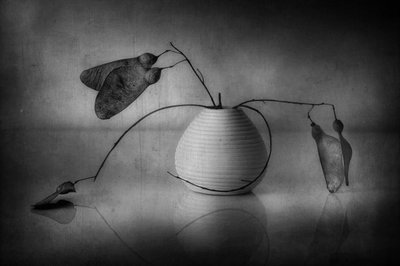 Nature morte botanique minimaliste - Elena Arjona
