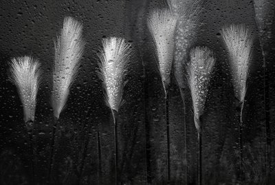 Herbe mouillée, gouttes de pluie - Elena Arjona