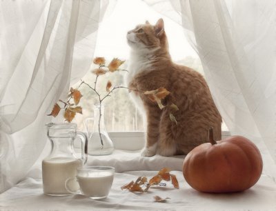 Un chat douillet à la fenêtre en automne - Eleonora Grigorjeva