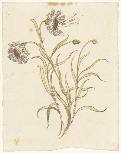 Œillets - Elias van Nijmegen