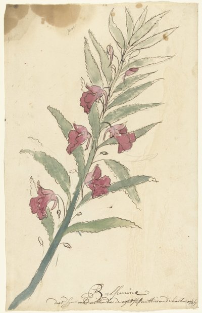 Balsamine - Elias van Nijmegen