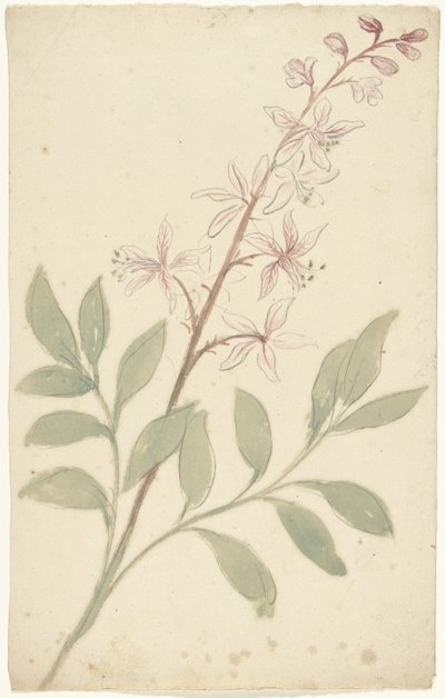 Étude de fleurs - Elias van Nijmegen