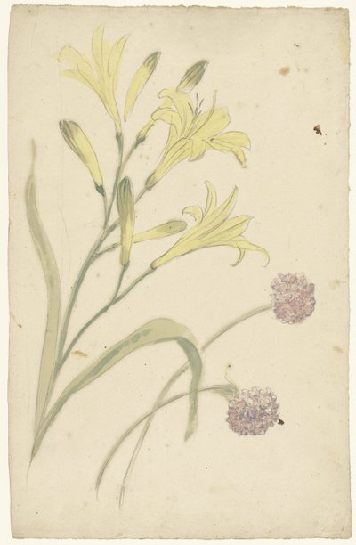 Études de fleurs d