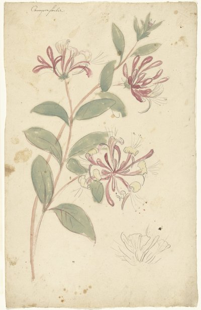 Chèvrefeuille - Elias van Nijmegen