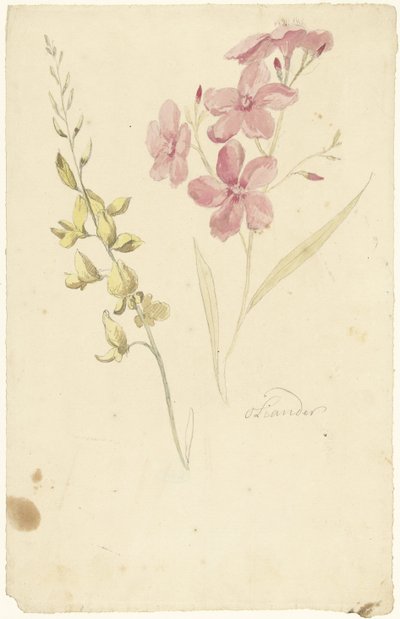 Laurier-rose et genêt - Elias van Nijmegen