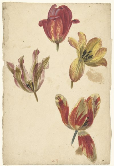 Études de quatre tulipes - Elias van Nijmegen