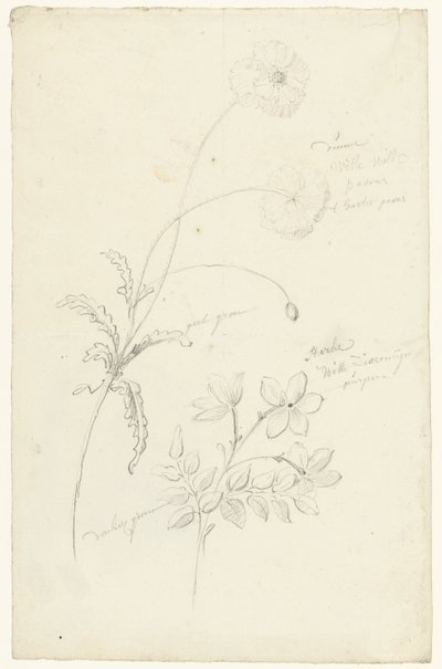 Études de pavot et de jasmin - Elias van Nijmegen