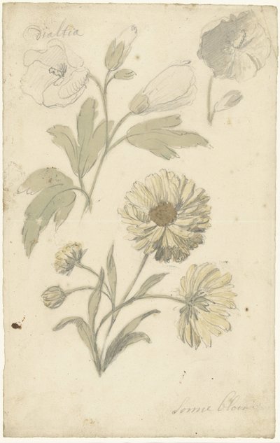 Études de tournesols et de dahlia - Elias van Nijmegen