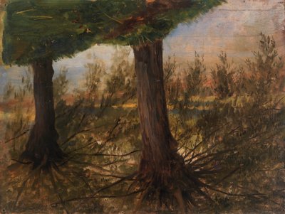 Arbres près d