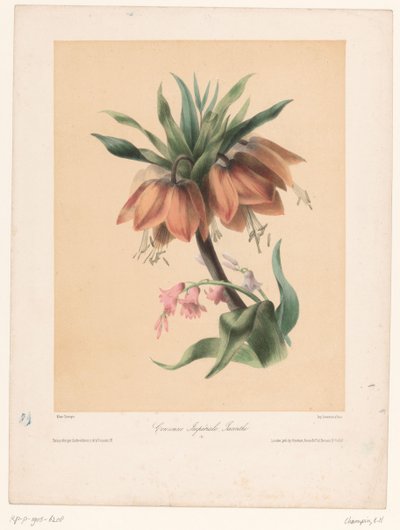 Couronne impériale et jacinthe - Elisa Honorine Champin