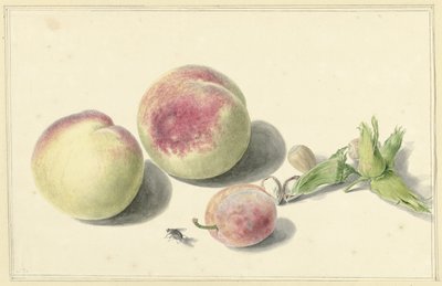 Pêches, noix, une prune et une mouche - Elisabeth Geertruida van de Kasteele