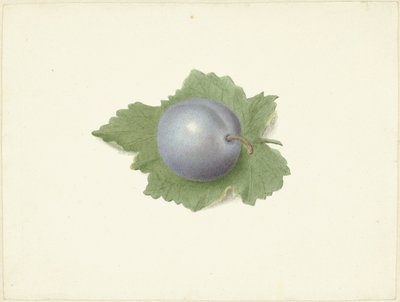 Prune sur une feuille - Elisabeth Geertruida van de Kasteele