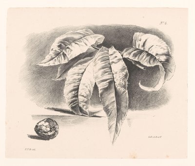 Feuilles et noix (Principes de Fleurs et de Fruits l
