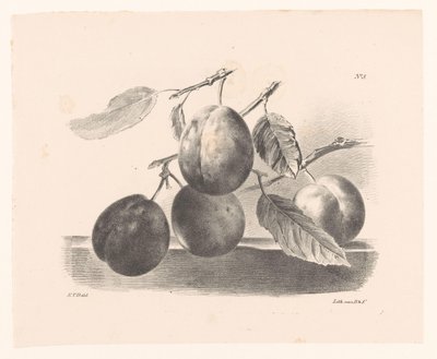 Prunes sur des branches - Elise Therèse Daiwaille