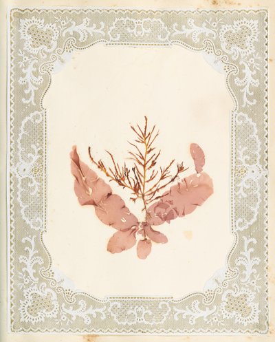 Algues - Eliza A. Jordson