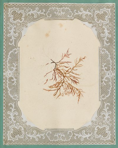 Algues - Eliza A. Jordson