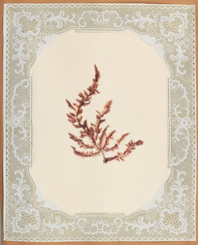 Algues - Eliza A. Jordson
