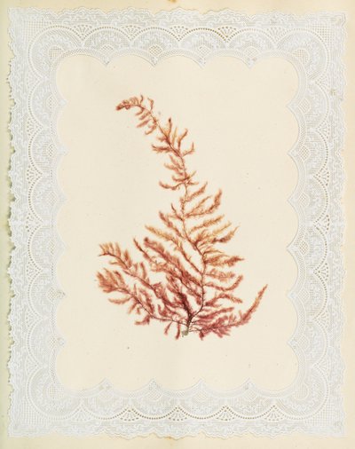 Algues - Eliza A. Jordson