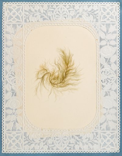 Algues - Eliza A. Jordson
