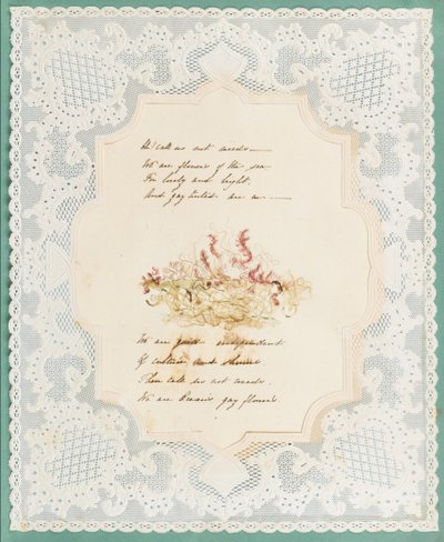 Algues - Eliza A. Jordson