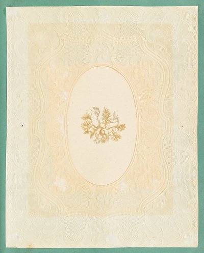 Algues - Eliza A. Jordson