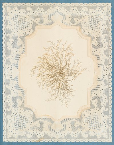 Algues - Eliza A. Jordson