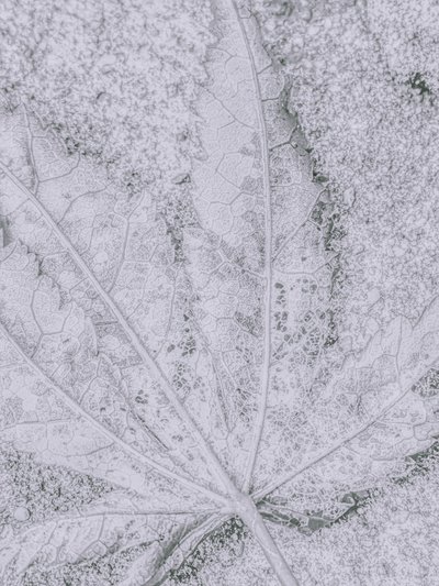 Détail de feuille givrée - Elizabeth Allen