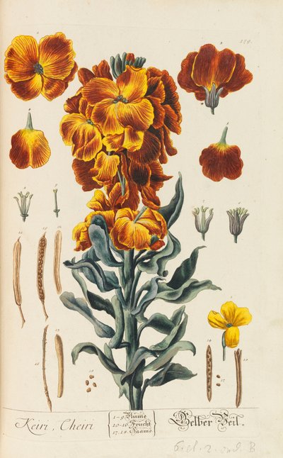 Herbarium Blackwellianum emendatum et auctum - Elizabeth Blachrie Blackwell