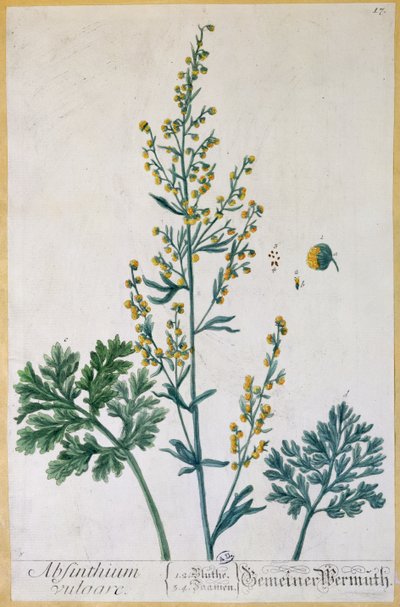 Absinthe, planche de 