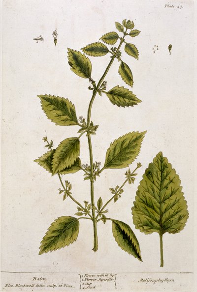 Mélisse, planche 27 de 