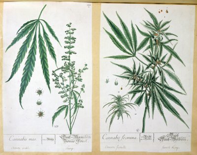 Cannabis mas et Cannabis foemina, de 