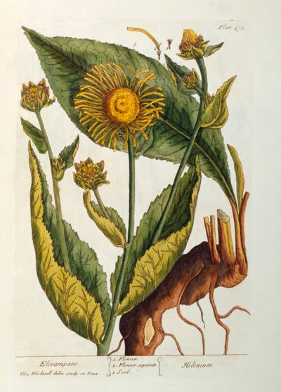 Élécampane, planche 473 de 