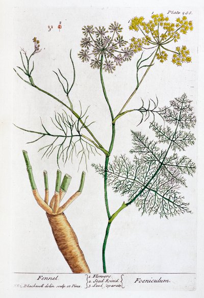 Fenouil - Elizabeth Blackwell