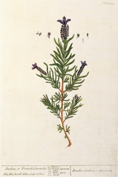 Lavande française, planche 241 de 