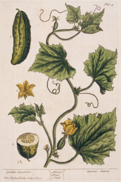 Concombre de jardin, planche 4 de 
