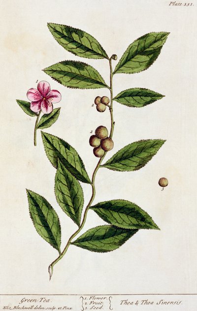 Thé vert, planche 351 de 