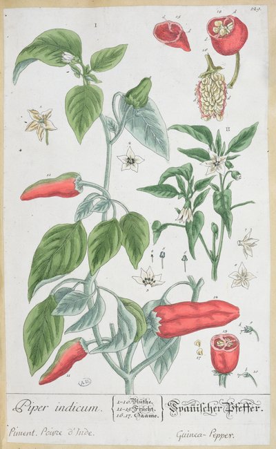 Poivre de Guinée (Piper Indicum) planche 129 de l