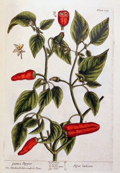 Poivre de Guinée, planche 129 de 