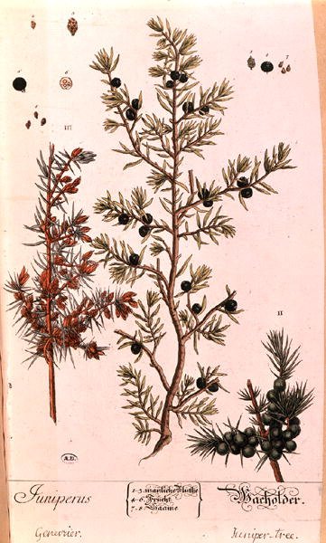 Genévrier (Juniperus) planche de l