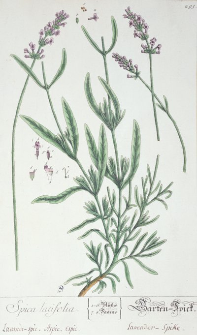 Lavande, planche de 