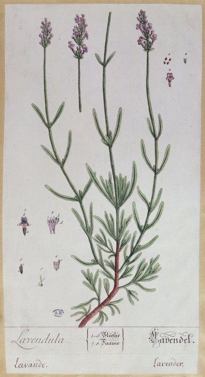 Lavande, planche tirée de 