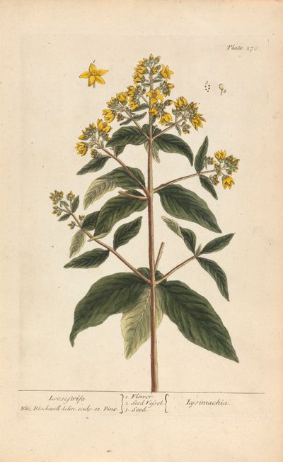 Lysimachia (Lysimaque), Planche 278 de 