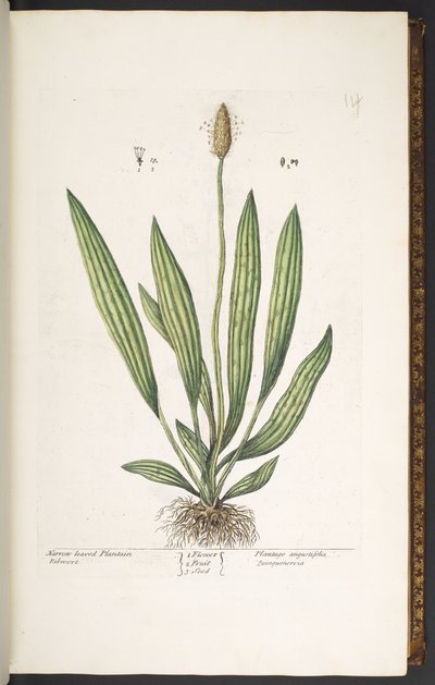 Planche 14, Plantain à feuilles étroites, de 