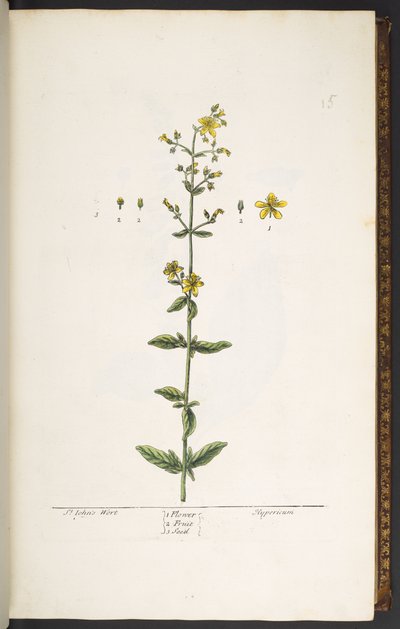 Planche 15, Millepertuis, de 