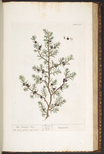 Planche 187, Le Genévrier, de 
