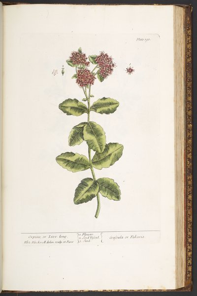 Planche 191, Orpin, de 